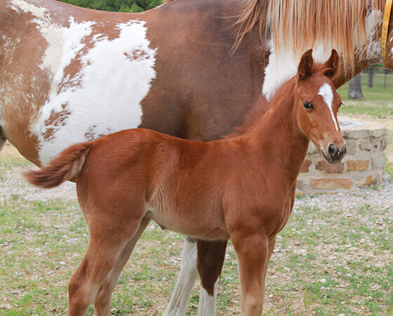 CD Diamond x Catlike Kit - 2019 Filly